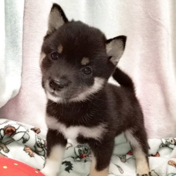 豆柴【千葉県・女の子・2025年9月14日・黒】の写真「小さな女の子」