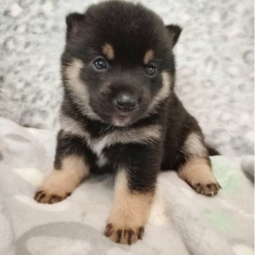 柴犬(豆柴)【千葉県・男の子・2025年9月14日・黒】の写真「まんまるな男の子」