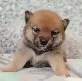 豆柴