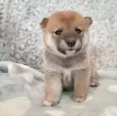 豆柴