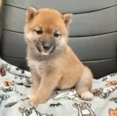 豆柴【千葉県・女の子・2025年9月15日・赤】の写真2