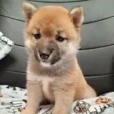 豆柴【千葉県・女の子・2025年9月15日・赤】の写真4