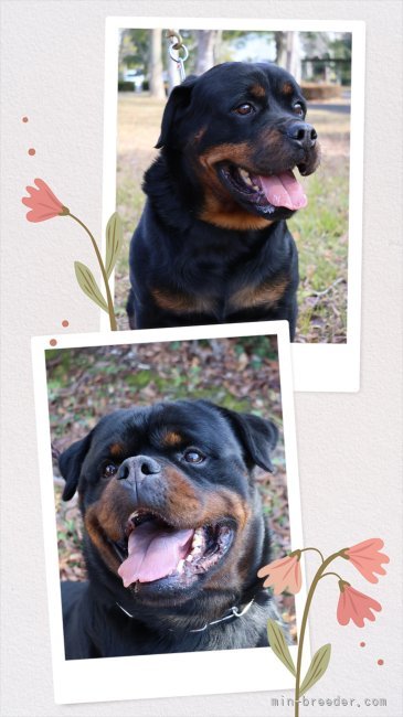 ジャヤウィーラ寿江ブリーダーのブログ：ロットワイラー🐻 Billa 12月上旬 出産予定