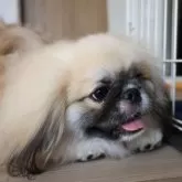 ペキニーズ【千葉県・女の子・2025年5月15日・フォーン】の写真2