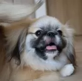 ペキニーズ【千葉県・女の子・2025年5月15日・フォーン】の写真5