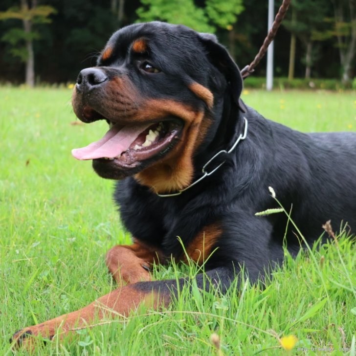 ブリーダー画像