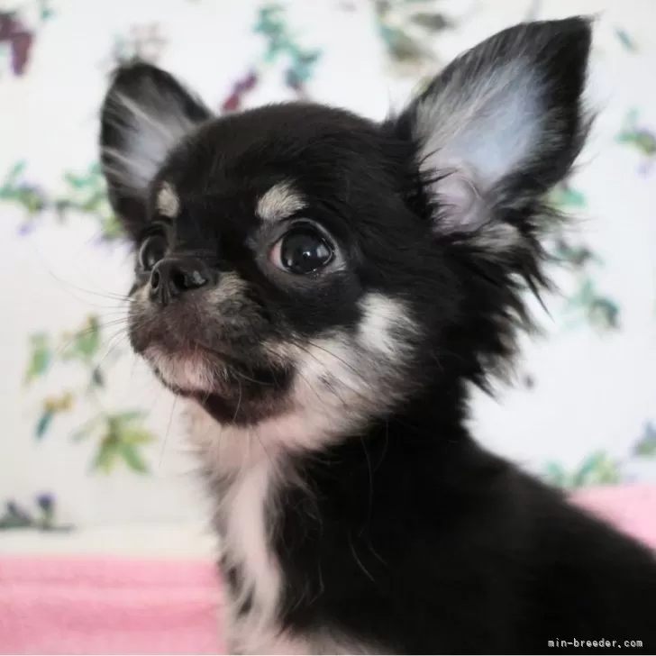 チワワ(ロング)【千葉県・女の子・2025年8月7日・ブラックタン&amp;ホワイト】の写真1