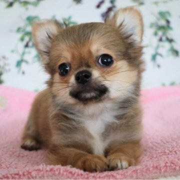 チワワ(ロング)【千葉県・男の子・2025年8月24日・セーブル】の写真「✨甘えん坊くんです💕」