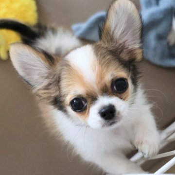 チワワ(ロング)【千葉県・男の子・2025年8月7日・レッド&ホワイト】の写真「✨まんまるお顔の人懐っこくて元気な男の子です☺️」