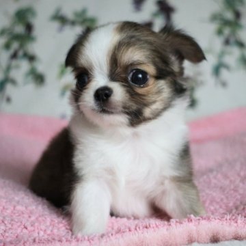 チワワ(ロング)【千葉県・男の子・2025年7月31日・レッド&ホワイト】の写真「女の子のような可愛らしいお顔の男の子です😍」