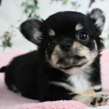 チワワ(ロング)【千葉県・女の子・2025年8月24日・ブラックタン&ホワイト】の写真「とっても元気な女の子です☺️」