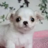 チワワ(ロング)