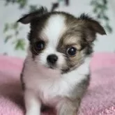 チワワ(ロング)