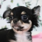 チワワ(ロング)