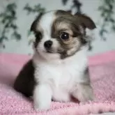 チワワ(ロング)