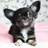 チワワ(ロング)【千葉県・女の子・2025年8月7日・ブラックタン&ホワイト】の写真7