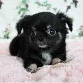 チワワ(ロング)【千葉県・女の子・2025年8月7日・ブラックタン&ホワイト】の写真8