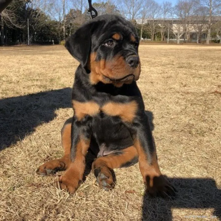 Kong 様のお迎えした子犬