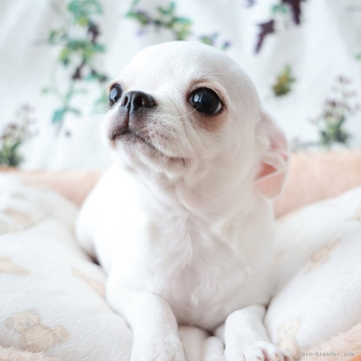 ゆきちゃん 様のお迎えした子犬