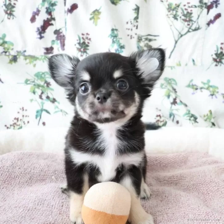 ID：2403-07090の子犬