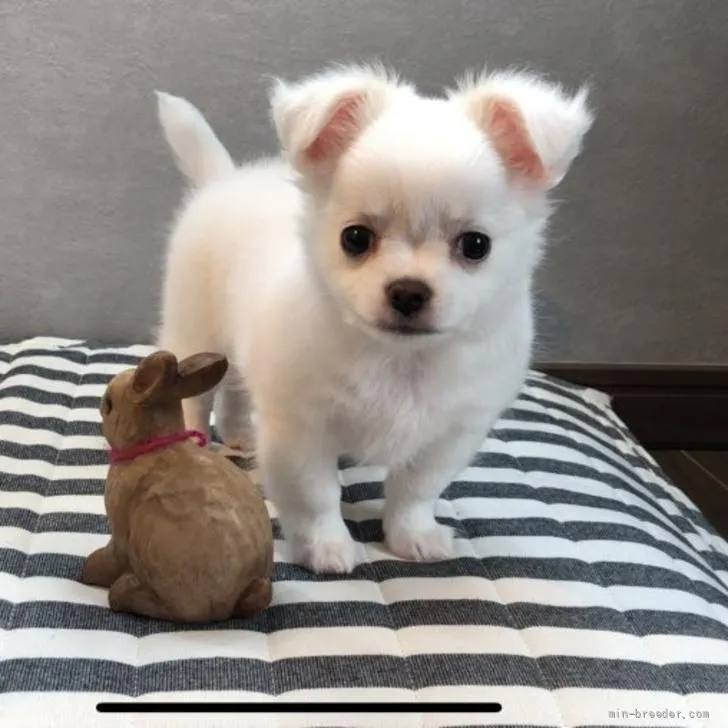 ID:2205-03790の子犬