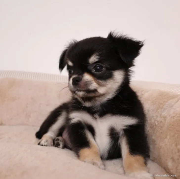 ID：2310-06459の子犬