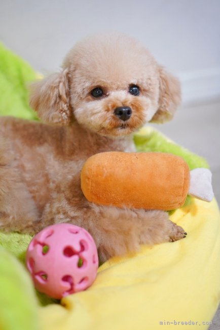 ヒマちゃん｜伊藤　貴昭(いとう　たかあき)ブリーダー(東京都・トイプードルなど・JKC登録)の紹介写真4