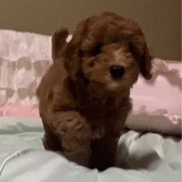 トイプードル(タイニー)【東京都・男の子・2024年5月13日・レッド】の写真「おめめくりくりのイケメン君🎵」