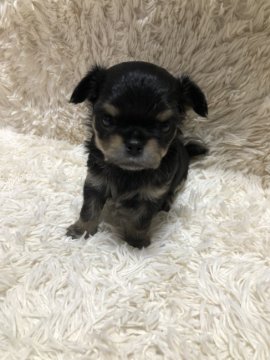 チワワ(ロング)【東京都・男の子・2021年9月4日・ブラックタン&ホワイト】の写真「クオリティーの高い男の子  とてもハンサムです。」