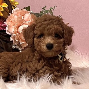 トイプードル(タイニー)【東京都・男の子・2024年5月13日・レッド】の写真「おめめぱっちりの可愛い男の子💕」