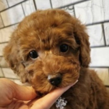 トイプードル(タイニー)【東京都・男の子・2023年5月6日・レッド】の写真「元気いっぱい男の子！」