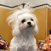 マルチーズ【千葉県・男の子・2025年4月19日・ホワイト】の写真10「おばあちゃん犬も穏やかな可愛い子です」