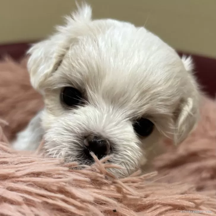 ID：2406-02929の子犬