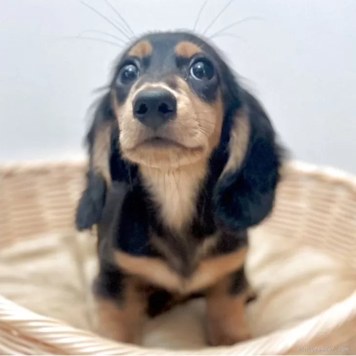 ID：2505-03217の子犬