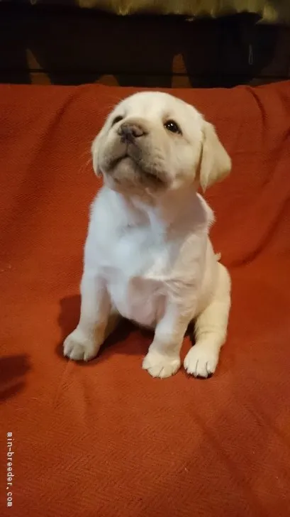ID：1702-00108の子犬