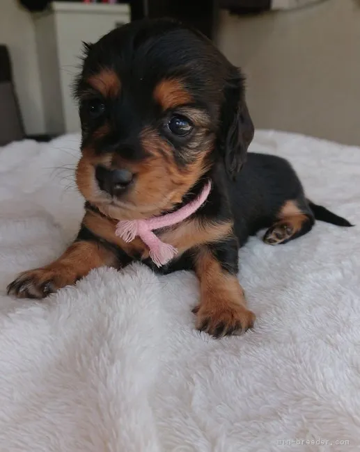 ID:1805-01770の子犬