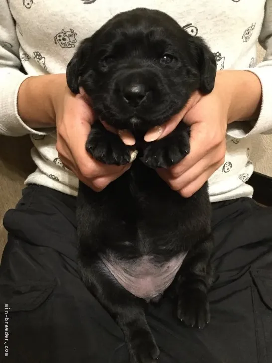 ID:1702-00109の子犬