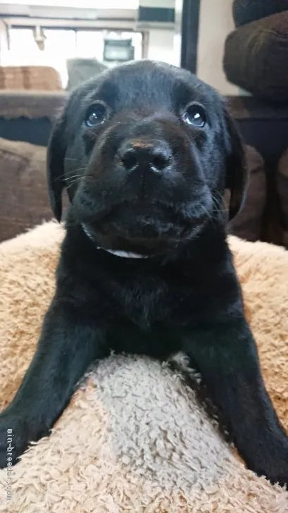ID:1904-02992の子犬