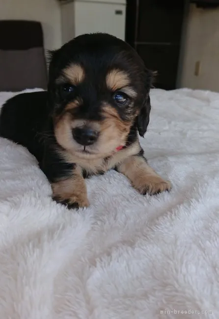 ID:1805-01771の子犬