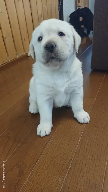 ID:1804-00037の子犬