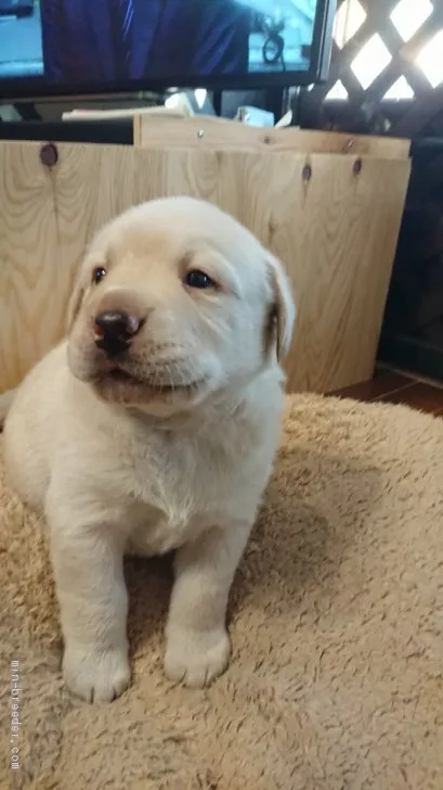 ID：1904-02111の子犬