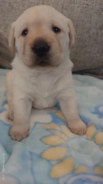 ID：1803-02312の子犬