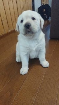 ラブラドールレトリバー【岡山県・女の子・2018年3月4日・イエロー】の写真「商談中の子犬ちゃんです。」