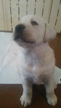 ラブラドールレトリバー【岡山県・男の子・2017年1月13日・イエロー】の写真「真っ白でコロコロ☺イケメン男の子👦」