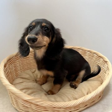 カニンヘンダックスフンド(ロング)【岡山県・男の子・2024年2月26日・ブラックタン】の写真「可愛い男の子🐶PRA安心です」