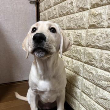 ラブラドールレトリバー【岡山県・女の子・2022年8月31日・イエロー】の写真「可愛い女の子🐶」