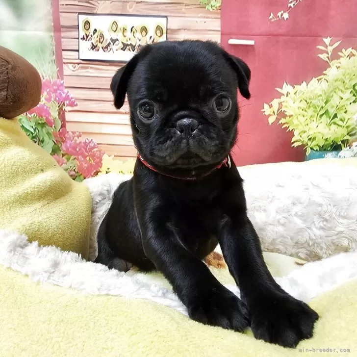 ID:2504-01476の子犬