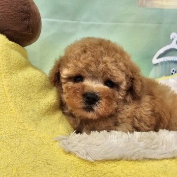 トイプードル(タイニー)【茨城県・男の子・2025年7月20日・アプリコット】の写真「かわいい男の子です♡」