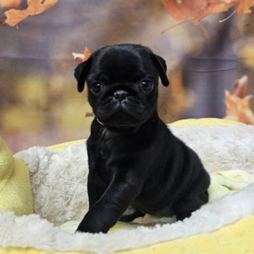 パグ【茨城県・女の子・2025年10月1日・ブラック】の写真「小さめまんまるかわいい女の子♡」
