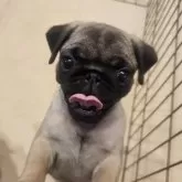 パグ